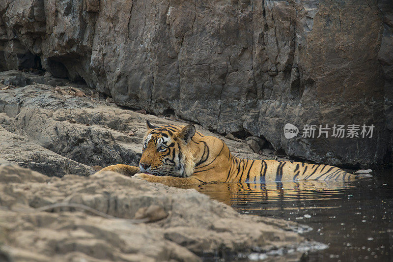 幼孟加拉虎(Panthera tigris tigris)的水，野生动物拍摄